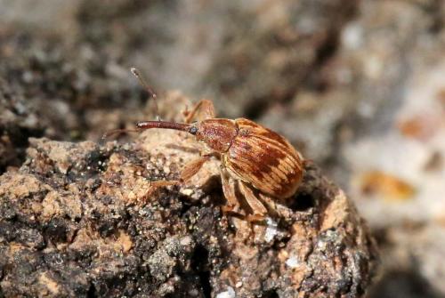 Réf. 262 034 : Anthonomus rectirostris